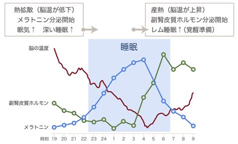 睡眠中|睡眠のメカニズム 